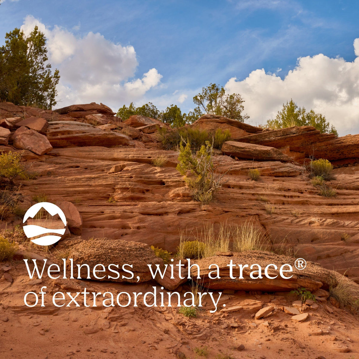 Trace Minerals Bentonite Clay 16 oz Powder