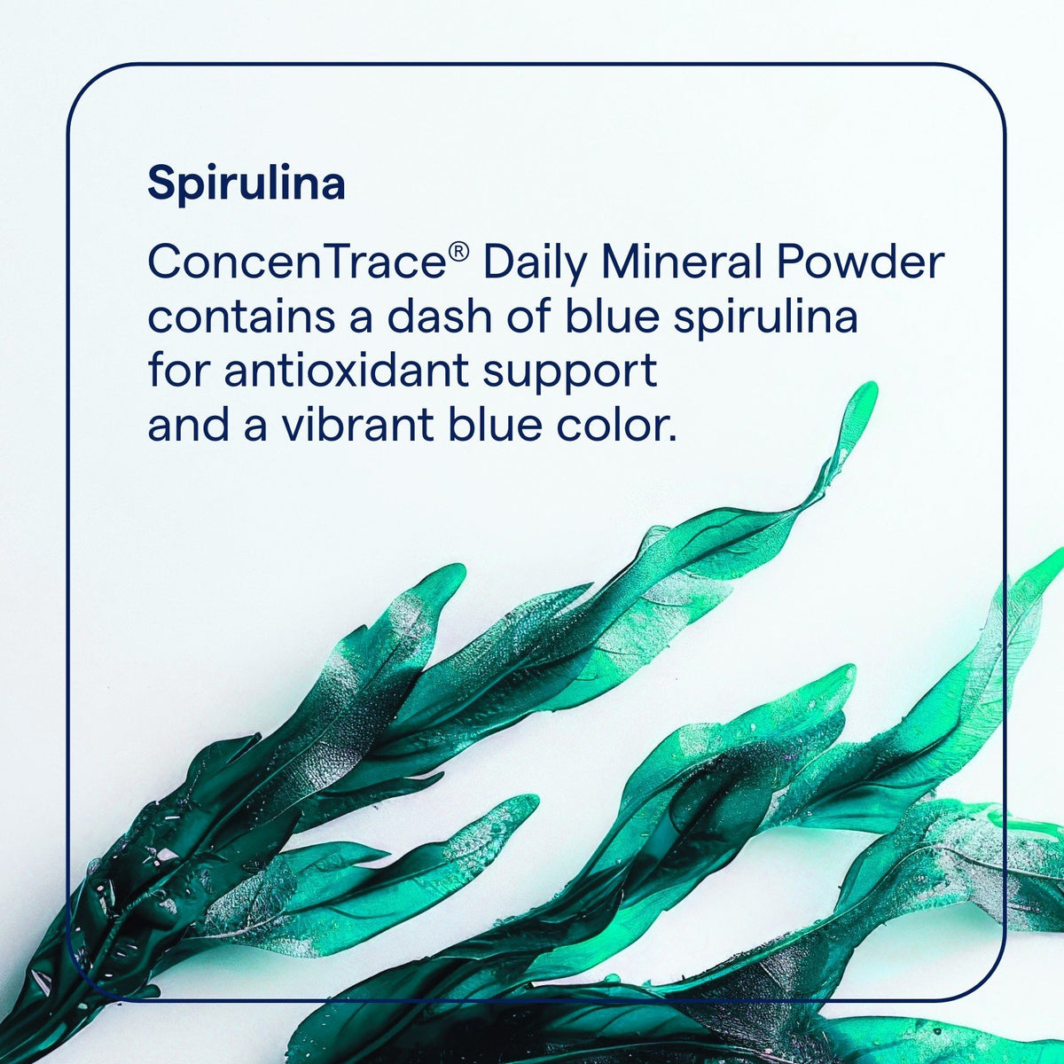 Trace Minerals ConcenTrace Daily Mineral Powder Blue Raspberry 132 g Powder